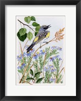 Framed Myrtle Warbler and Asters
