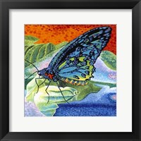 Framed Poised Butterfly II