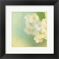 Framed White Flowers II