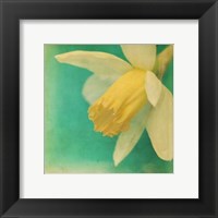 Framed White Flowers V