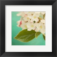 Framed White Flowers IX