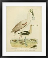 Framed Antique Spoonbill & Sandpipers