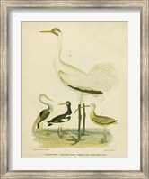 Framed Antique Crane & Heron