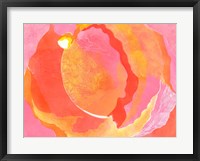 Cabbage Rose I Framed Print