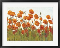 Rows of Poppies II Framed Print