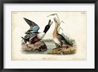Framed Audubon Ducks I