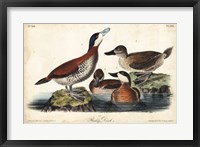 Framed Audubon Ducks II