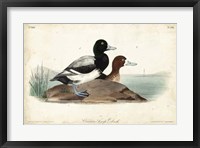 Framed Audubon Ducks III