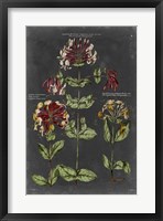 Framed Vintage Botanical Chart I