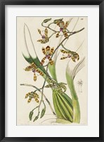 Framed Spring Orchid II