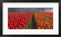 Framed Dutch Tulip Field