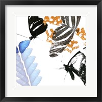 Framed Butterfly Inflorescence II