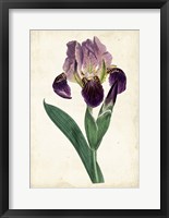 Framed Curtis Iris IV