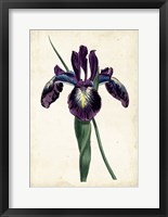 Framed Curtis Iris V