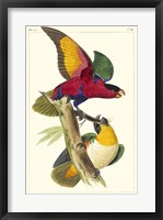 Framed Lemaire Parrots I