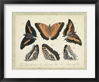 Bookplate Butterflies Trio I Framed Print