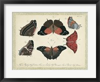 Bookplate Butterflies Trio II Framed Print