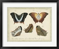 Bookplate Butterflies Trio III Framed Print