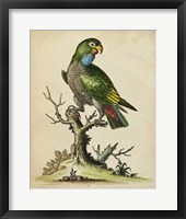 Framed Paradise Parrots I