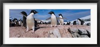 Framed Adelie Penguins With Young Chicks, Lemaire Channel, Petermann Island, Antarctica