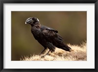 Framed Ethiopia, Thick-billed Raven bird