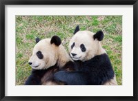 Framed Giant Panda, China