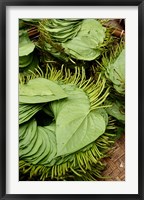 Framed Betel Leaves (Piper Betle) Used to Make Quids For Sale at Market, Myanmar