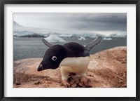 Framed Adelie penguin, Western Antarctic Peninsula