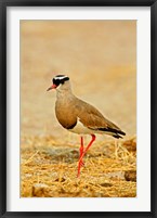 Framed Africa, Namibia. Crowned Plover or Lapwing