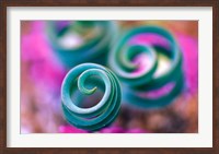 Framed Curled Lily Leaves, Namaqualand, South Africa