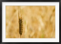 Framed Closeup of Barley, East Himalayas, Tibet, China