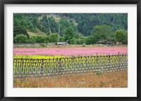 Framed Farmland of Canola and Buckwheat, Bumthang, Bhutan