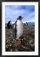 Framed Gentoo penguin chick, Antarctica