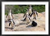 Framed African Penguin colony at Boulders Beach, Simons Town on False Bay, South Africa