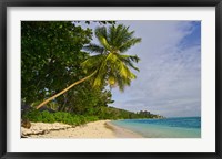 Framed Leaning palm. Anse-Source D'Argent Beach, Seychelles, Africa