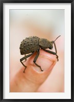 Framed Endemic Fregate Island Beetle, Seychelles