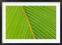 Framed Flora, Palm Frond on Fregate Island, Seychelles