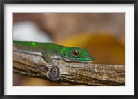 Framed Gecko lizard, La Digue Island, Seychelles, Africa