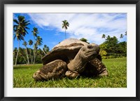 Framed Close Up of Giant Tortoise, Seychelles