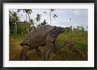 Framed Giant Tortoise, Fregate Island, Seychelles