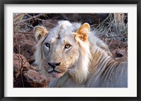 Framed Face of feeding lion, Meru, Kenya