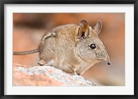 Framed Cape Elephant Shrew, Bushmans Kloof, South Africa