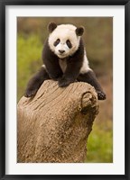 Framed China, Wolong Panda Reserve, Baby Panda bear on stump