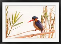 Framed Close-up of Malachite kingfisher, Chobe National Park, Botswana