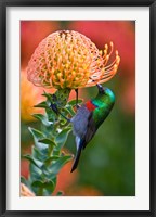 Framed Double-collared Sunbird, South Africa-collared Sunbird, South Africa