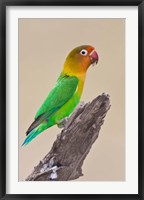 Framed Fischer's Lovebird tropical bird, Ndutu, Tanzania