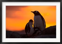 Framed Gentoo Penguins Silhouetted at Sunset on Petermann Island, Antarctic Peninsula