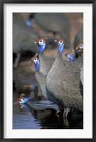 Framed Flock of Helmeted Guineafowl, Savuti Marsh, Chobe National Park, Botswana