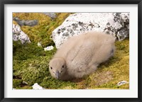 Framed Brown skua bird chick, western Antarctic Peninsula