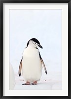 Framed Chinstrap Penguin, The South Shetland Islands, Antarctica